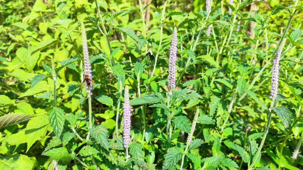 mint flower - mint honey - binh an honey