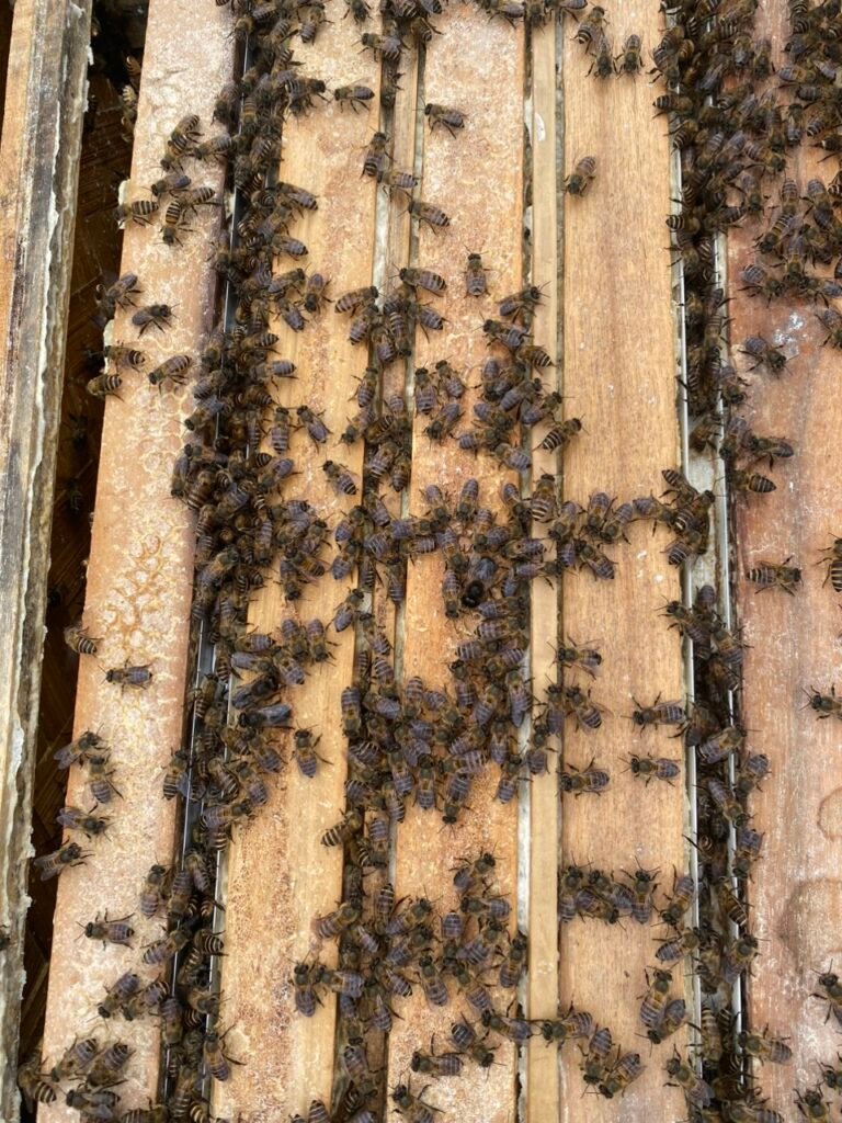 honey season in northern vietnam